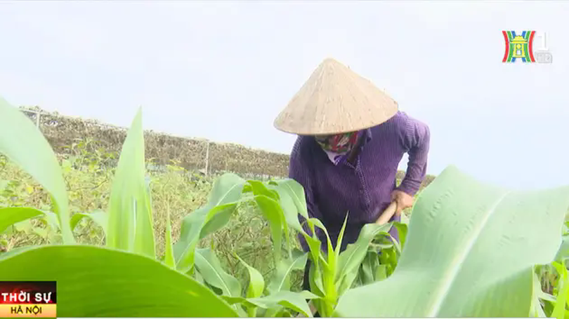 Phúc Thọ tập trung khắc phục thiệt hại bão lũ