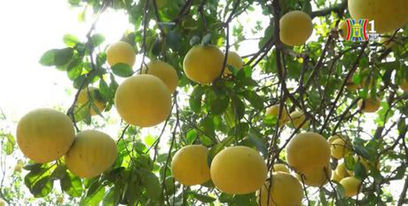 Vùng bưởi Diễn tất bật vào vụ Tết