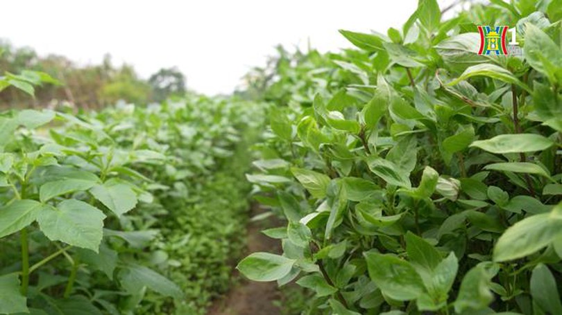 Nghề trồng rau gia vị