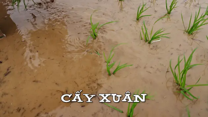 Cấy xuân | Nhịp sống Hà Nội | 21/02/2025
