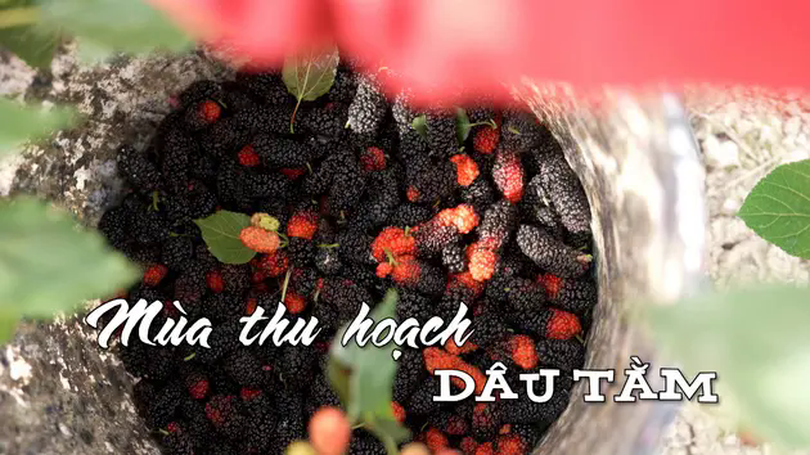 Mùa thu hoạch dâu tằm | Nhịp sống Hà Nội | 21/04/2025