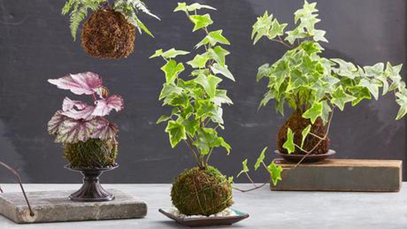 Nghệ thuật trồng cây Kokedama bảo vệ môi trường
