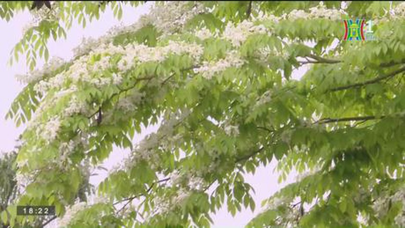 Hà Nội mùa hoa sưa