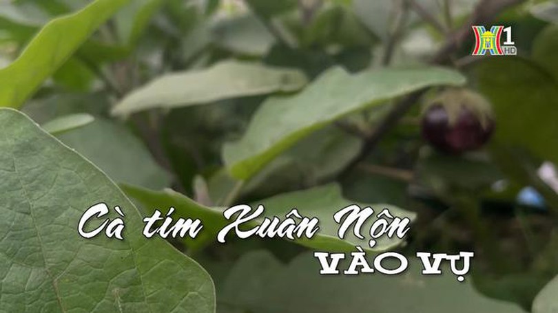 Cà tím Xuân Nộn vào vụ | Nhịp sống Hà Nội | 22/03/2024