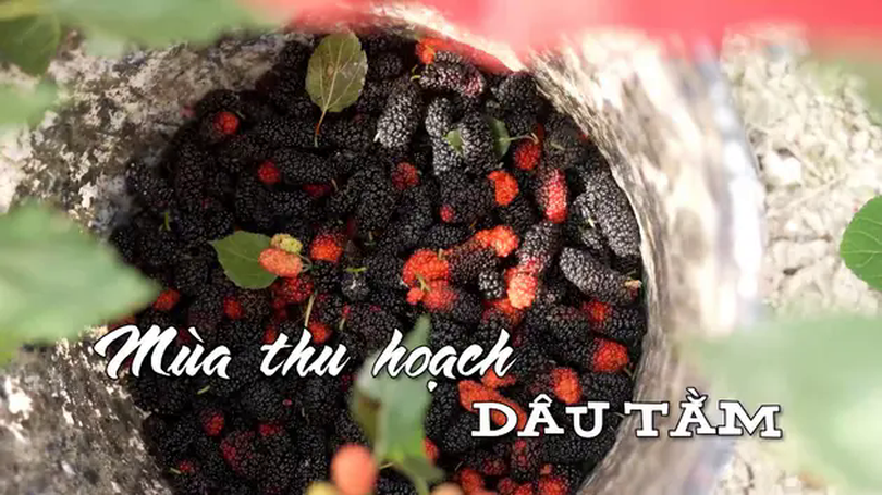 Mùa thu hoạch dâu tằm