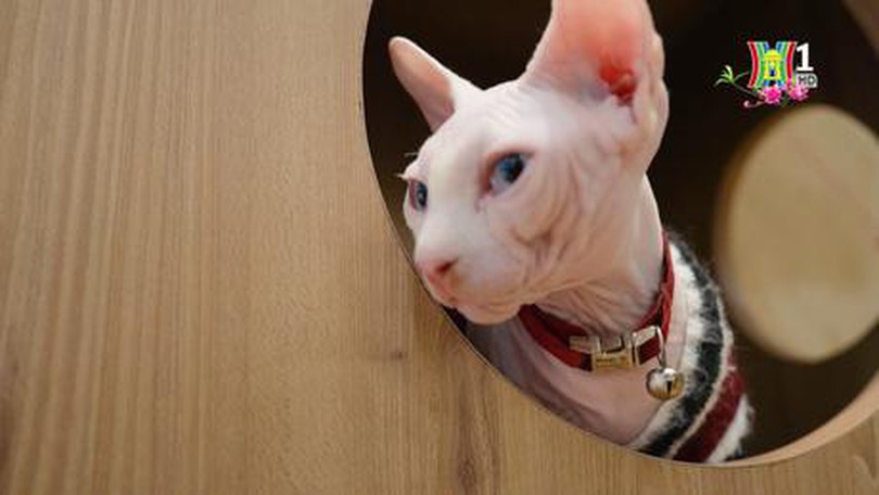 Trải nghiệm quán cà phê mèo "chanh sả" nhất Hà Nội