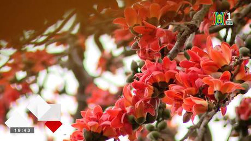 Hoa gạo khoe sắc trên phố phường Hà Nội