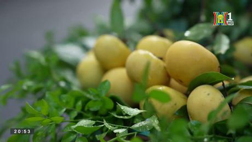 Vấn vương hương thị