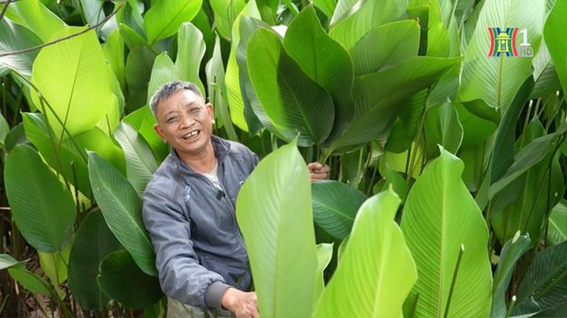 Vựa lá dong lớn nhất Hà thành vào vụ Tết