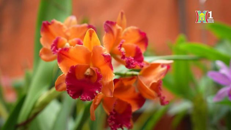 Thú chơi hoa Lan của người Hà Nội