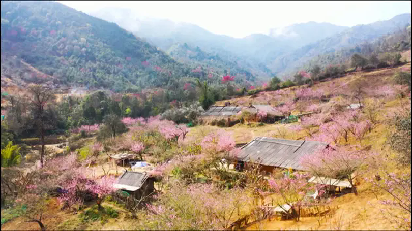 Rực rỡ sắc đào Lùng Cúng