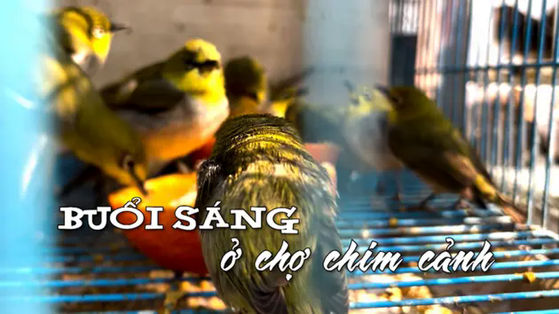 Buổi sáng ở chợ chim cảnh | Nhịp sống Hà Nội | 25/03/2025