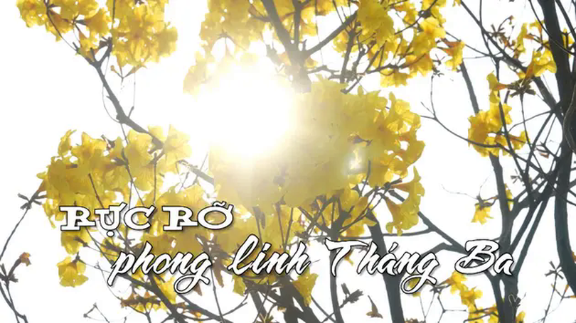 Rực rỡ phong linh tháng Ba | Nhịp sống Hà Nội | 26/03/2025