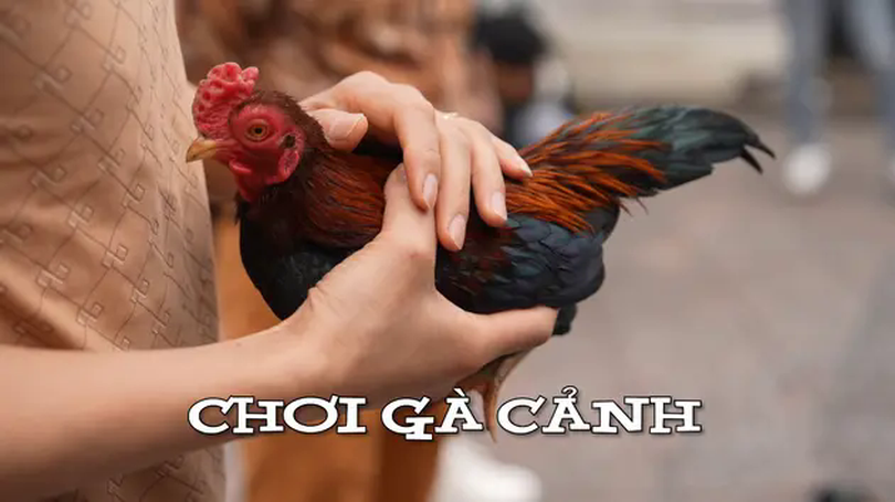 Chơi gà cảnh | Nhịp sống Hà Nội | 26/04/2025