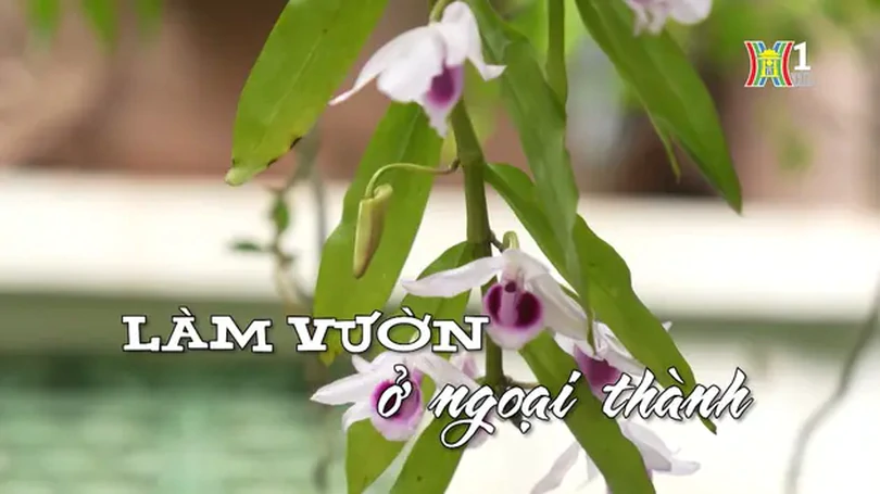 Làm vườn ở ngoại thành | Nhịp sống Hà Nội | 26/06/2024