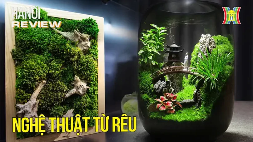 ‘Độc lạ’ Gen Z kiếm tiền triệu từ rêu bỏ hoang | HANOI Review | 26/12/2024