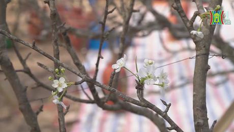 Người Hà Nội chơi hoa lê sau Tết
