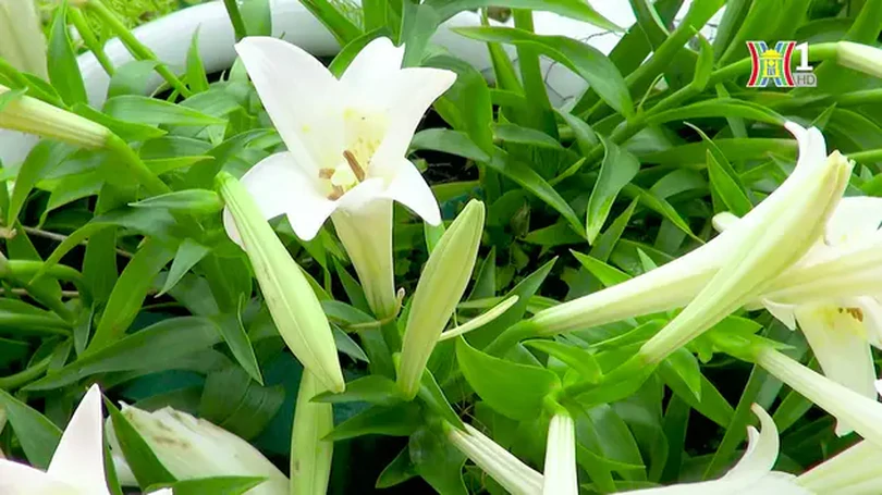 Mùa hoa Loa kèn