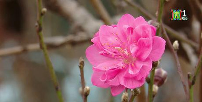 Đào Nhật Tân bung nở đón Tết Dương lịch