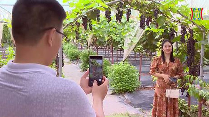 Trải nghiệm hái nho thu hút du khách