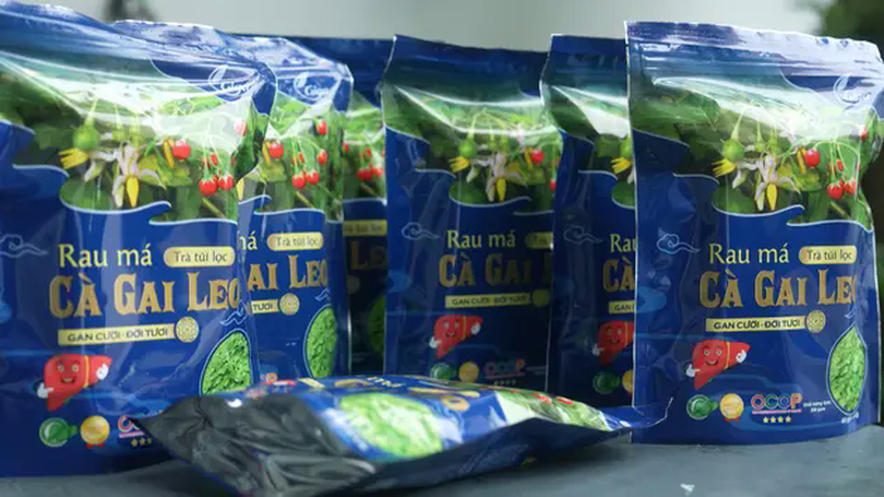 Trà rau má - cà gai leo được sản xuất như thế nào? | Made in Hanoi | 30/05/2025