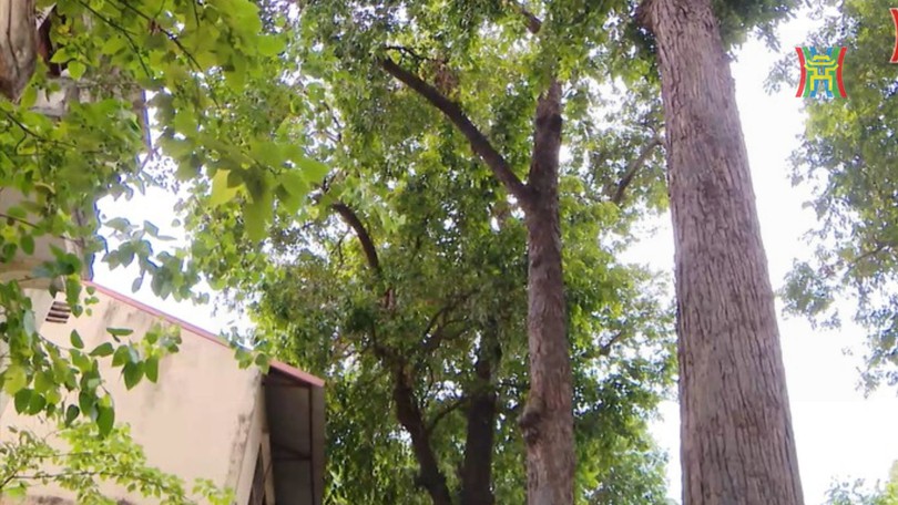 Hàng cây sao đen trên phố Lò Đúc