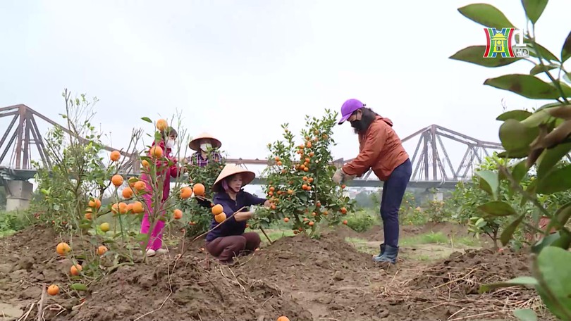 Phủ xanh bãi sông bằng cây cảnh sau Tết