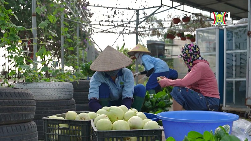 Định hướng KHCN 4 huyện phía bắc Thủ đô | Công nghệ và đời sống | 07/08/2024