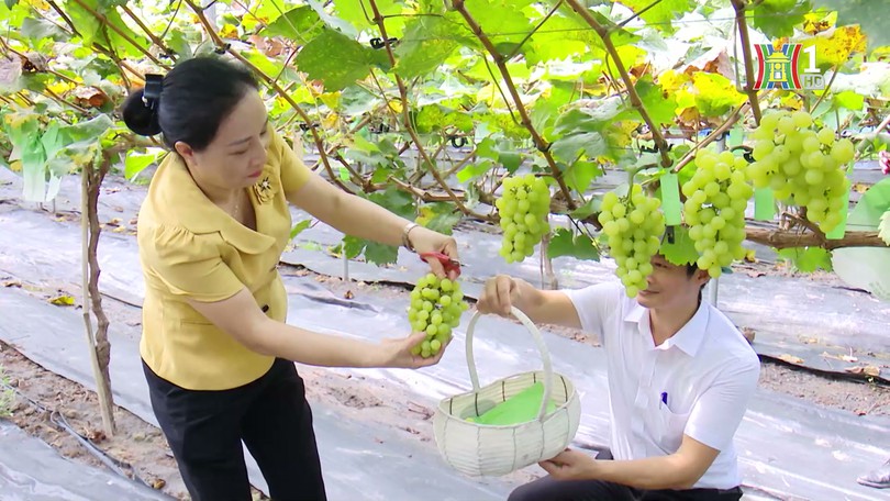 Phát triển nông nghiệp sinh thái | Chính quyền đô thị | 07/02/2025