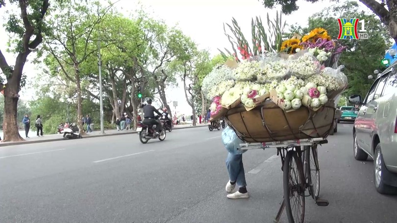 Cúc họa mi báo mùa đông về trên phố