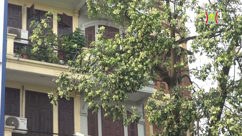 Mùa hoa khó quên của mùa thu Hà Nội