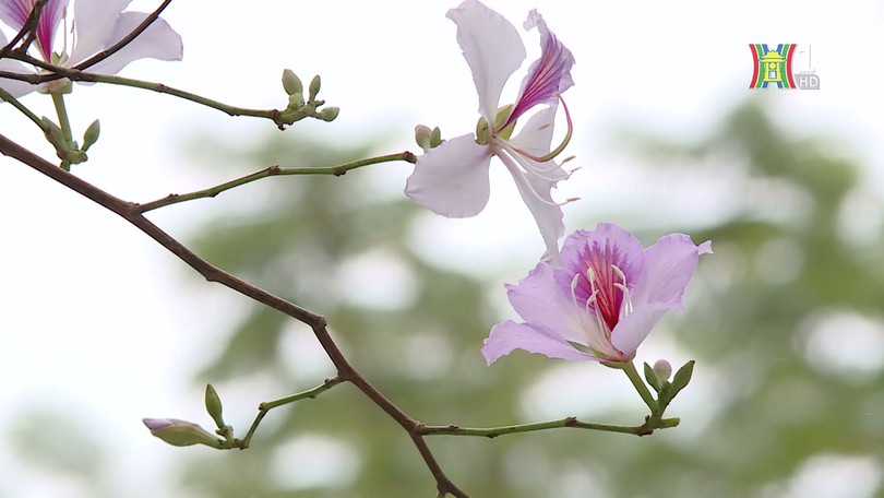Hoa Ban khoe sắc trên phố Hà Nội