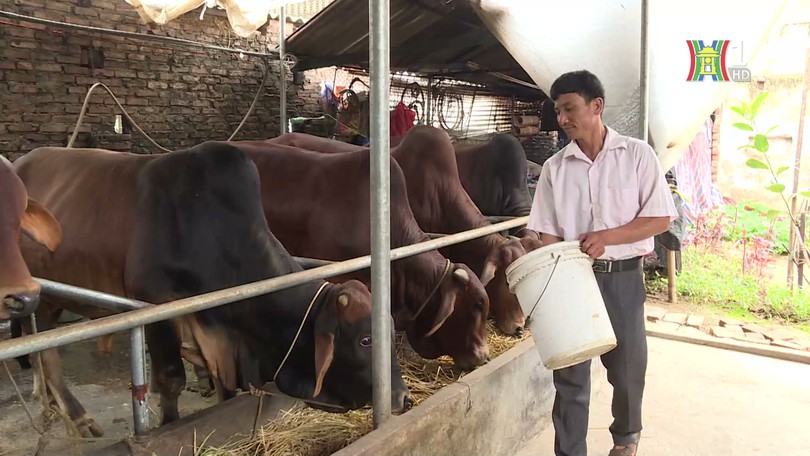 Bò đồng cỏ Ba Vì, thế mạnh được phát huy | Phóng sự tài liệu | 20/01/2025