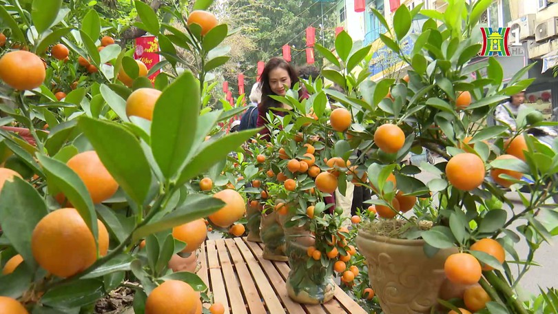 Chợ hoa Hàng Lược nhộn nhịp ngày cận Tết