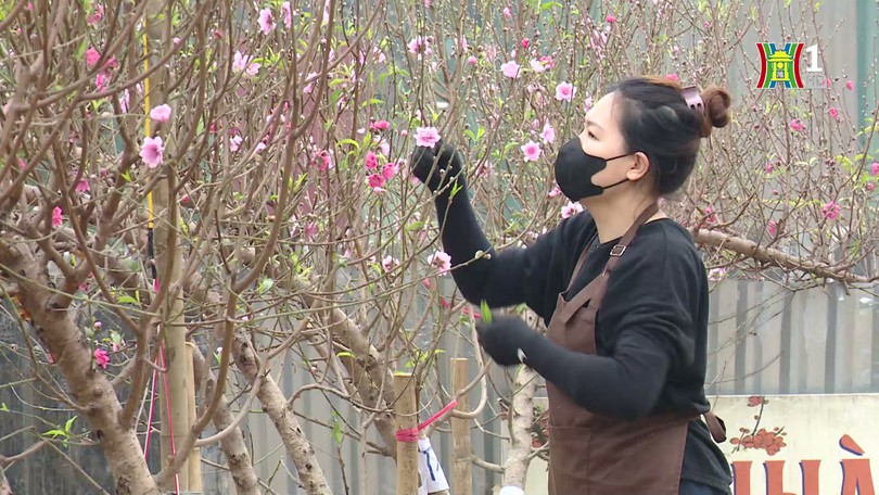 Làng đào Nhật Tân tất bật ngày giáp Tết