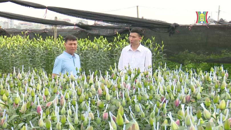 Nông dân làm giàu nhờ trồng hoa ly | Người tốt quanh ta | 23/04/2025