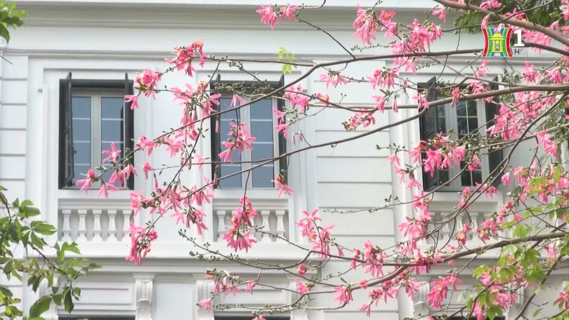 Hoa mỹ nhân ngày chớm đông