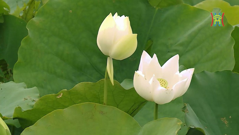 Mùa sen trắng