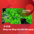 Hàng rau đắng trên sân nhà ngoại