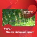 Mùa thu tựa trên vạt cỏ may