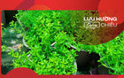 Hàng rau đắng trên sân nhà ngoại