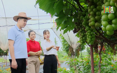 Phát triển du lịch nông nghiệp gắn với nông thôn mới | Nông thôn mới Hà Nội | 09/11/2025