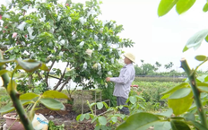 HTX kiểu mới - động lực thay đổi tư duy sản xuất | Chuyện ở ngoại thành | 29/11/2025