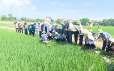 Kiểm soát dịch bệnh trên cây trồng | Chuyện ở ngoại thành | 08/11/2025