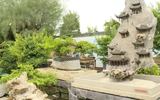 Vẻ đẹp cây bonsai trong không gian đô thị | Vườn đô thị | 21/09/2025