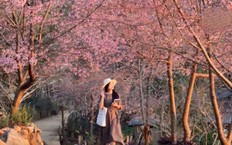 Rộn ràng sắc xuân | Trăm miền hội tụ | 13/02/2026