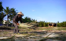 Độc đáo nghề tre dừa Cẩm Thanh | Trăm miền hội tụ | 06/02/2026