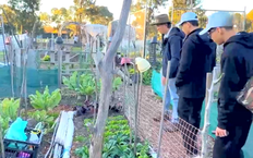 Hành trình gieo mầm nông nghiệp xanh từ Australia | Người Việt 5 châu | 19/04/2026