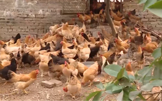 Chăn nuôi ít phát thải | Sản xuất xanh - Năng lượng sạch | 25/07/2026