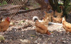 Gà Thu Thoan - thành công nhờ chăn nuôi vi sinh | Con đường doanh nhân | 02/08/2026
